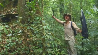 Dr Julian Bayliss The Lost Forest of Mount Mabu [upl. by Otiv]