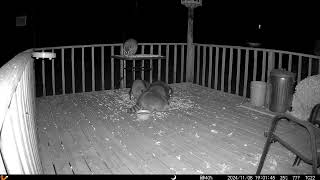 Fluffy raccoons all over the deck One climbing up to the table deck trail cam 20241111 [upl. by Ninazan]