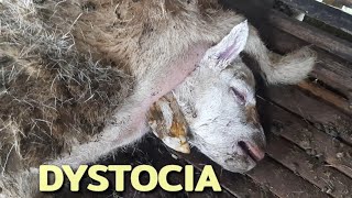 Dystocia  Sheep  🐑 [upl. by Brett]