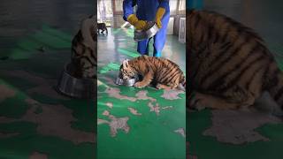 🐯🐯🐯 Wow Lets go fast eating hungry tigercub tiger cute kitty zoozoo fyp foryou [upl. by Rolyt]