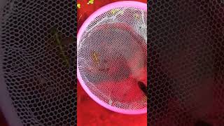 Platy afry fishvideo guppy exoticguppies viralvideo [upl. by Hannahoj]