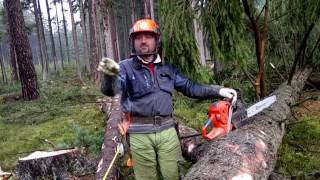 Complete felling and processing of a tree with a chainsaw Husqvarna 562 XP [upl. by Atsed730]