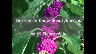 Getting to Know Beautyberries [upl. by Shaper641]