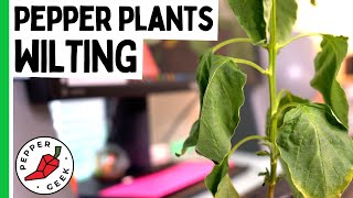 Wilting Pepper Plant Leaves  Fix Drooping Pepper Leaves  Pepper Geek [upl. by Tova]