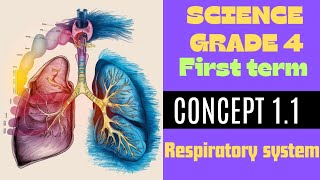 Science Grade 4First termConcept 11Respiratory systemشرح ساينس رائع رابعة ابتدائي2024 [upl. by Ihpen]