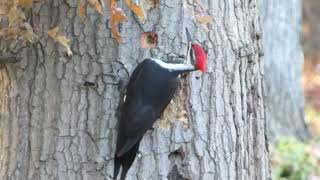 Pileated Woodpecker pecking wood [upl. by Carthy305]