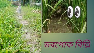 ডরপোক বিল্লির এ কি কান্ড😱😱। Dorpok billir ki kando🤭🤭 [upl. by Nillek99]