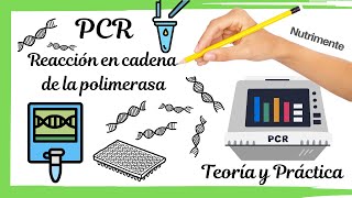 PCR Reacción en cadena de la polimerasa TEÓRICO Y PRÁCTICO [upl. by Ahsahs]