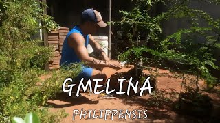 GMELINA PHILIPPENSIS  RETIRANDO DA MANILHA 04122024 [upl. by Ydal]