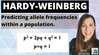 Hardy Weinberg equation Alevel Biology inheritance mathematical model to work out allele frequency [upl. by Parry]