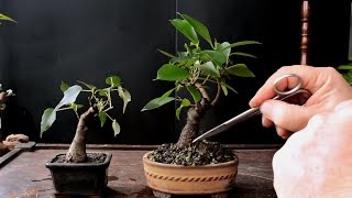 Keeping a Bonsai Tree Small Dec 2016 [upl. by Tronna]