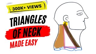 Neck Anatomy  Organisation of the Neck  Part 1 [upl. by Neyugn]