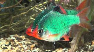 XXL GREEN TIGER BARBS AT TYNE VALLEY AQUATICS [upl. by Sephira]