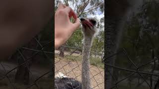 I got bitten by ostrich while feeding the ostrich [upl. by Vrablik402]