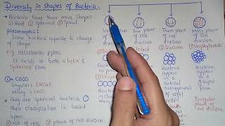 Diversity In Shapes Of Bacteria  Cocci Bacilli And Spiral Shapes  Class 11 [upl. by Undis]