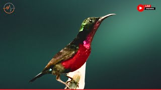 Beautiful Bird Sounds  Hummingbird Breathtaking Nature  Healing Ambiance  Stress Relief [upl. by Des897]