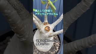 【GARDENING】アデニウムアラビカム3年経過 caudex caudexplants 塊根植物 コーデックス adeniumadeniumarabicum [upl. by Ynogoham]