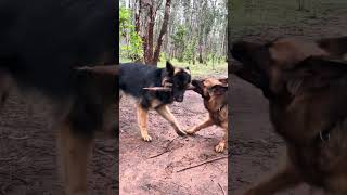 My German Shepherd Dogs Playing in the Forest  GSD Playing with Stick gsdforever germanshepherd [upl. by Landsman]