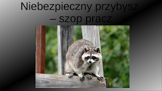 Niebezpieczny przybysz  szop pracz Zwierzęcy geniusze  Pakukla [upl. by Merriman434]