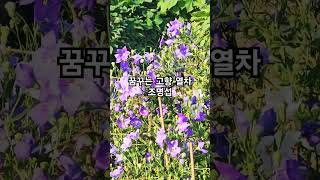 꿈꾸는고향열차 조명섭 kpop 7080 [upl. by Isaac]