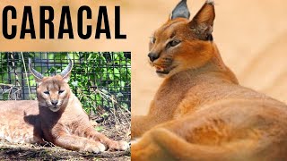 The caracal’s unique appearance  animal histrology [upl. by Nelehyram689]