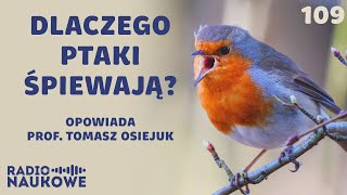 Komunikacja ptaków – groźby kłamstwa i zaloty w ptasim świecie  prof Tomasz Osiejuk [upl. by Dasie]