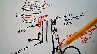 Deglutition Physiology  Swallowing Mechanism Made very Simple in 9 mins  GI physiology [upl. by Dyun]