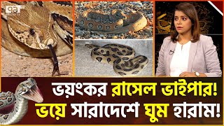 বিষধর রাসেলস ভাইপারের এক ছোবলেই জীবন শেষ  Russel Viper  Ekattor TV [upl. by Lael]