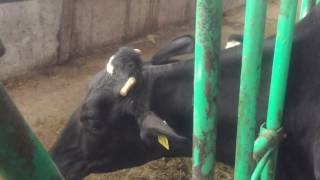 Smart Cow vs Headgates [upl. by Malas583]