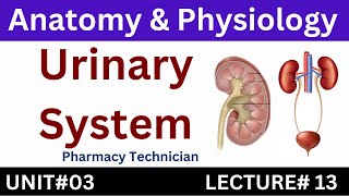 Urinary System  Anatomy And Physiology  Pharmacy Technician [upl. by Isobel]