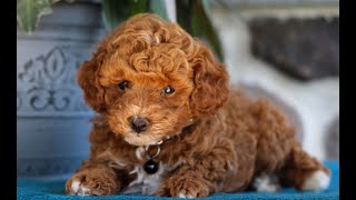 Toy Poodle Puppies for Sale [upl. by Ahon754]