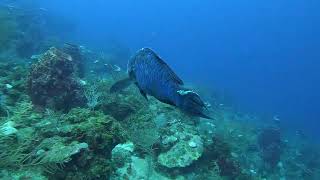 2 Beautiful Midnight Parrotfish  Christmas Drift dive  Roatan  Dec 23 2023 [upl. by Ahsuas379]