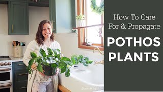 How to Care for amp Propagate Indoor Pothos Plants [upl. by Budde]