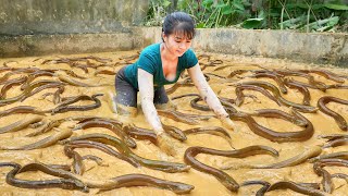 Catch A Lot Of Eels In The Swamp Goes To Countryside Market Sell  Phương Free Bushcraft [upl. by Seilenna]