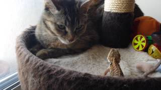 Baby Bearded Dragon Head Bobbing At Cat [upl. by Ytirahs]