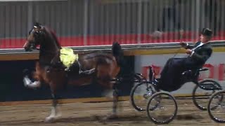 Welsh amp Hackney Pony Fine Harness Class 🏆 Carriage Driving 🎩 The Royal Agricultural Winter Fair [upl. by Arlin]