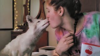 Mikayla feeds Floofala Fox 🦊 cherries 🍒 like a mama bird 😅 [upl. by Nnayelhsa]