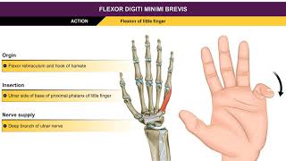 Flexor digiti minimi brevis  Hypothenar muscles  Animation without narration [upl. by Dranyam]