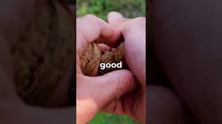 Why Do Squirrels Love NUTS 🤨 shorts viral [upl. by Ecirtel]