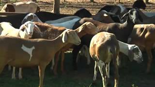 Criação de carneiros cresce em uma fazenda do sul do estado [upl. by Nosnirb819]