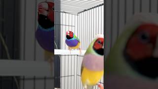 Sepasang Gould Amadine gouldamadine gouldianfinch gouldianfinches finchjogja jualfinch [upl. by Yclek]