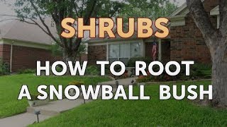 How to Root a Snowball Bush [upl. by Alexine]