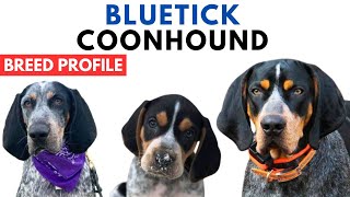 Bluetick Coonhound Breed Profile History  Price  Traits  Coonhound Grooming Needs  Lifespan [upl. by Nojad]