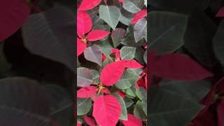 Poinsettia Plant 🪴 nature indoor garden trending trendingshorts trend [upl. by Davide997]