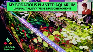 Bodacious Planted Aquarium Unusual Tips Tricks amp Observations [upl. by Xavler]