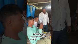 jafrabadi buffalo selling amreli gujrat [upl. by Akimat]