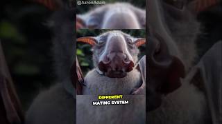 A hammer faced bat animals animalsfacts [upl. by Casady]