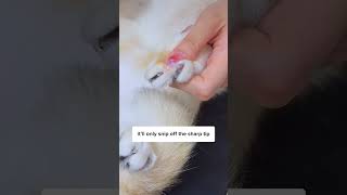 Why You Should Trim Cat’s Nails 😼 [upl. by Hsepid618]