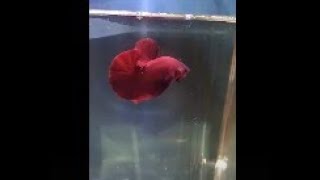 Types of BETTA Strong SUPER RED HMPK line HELLBOY [upl. by Enorahs]