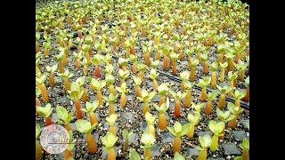 Adenium Arabicum seeds in Taiwan Index [upl. by Gladdie]